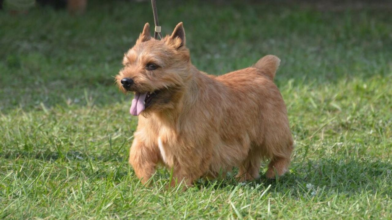 The Legacy of the Noted Cairn Terrier of Film