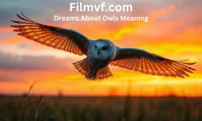 Dreams About Owls Meaning